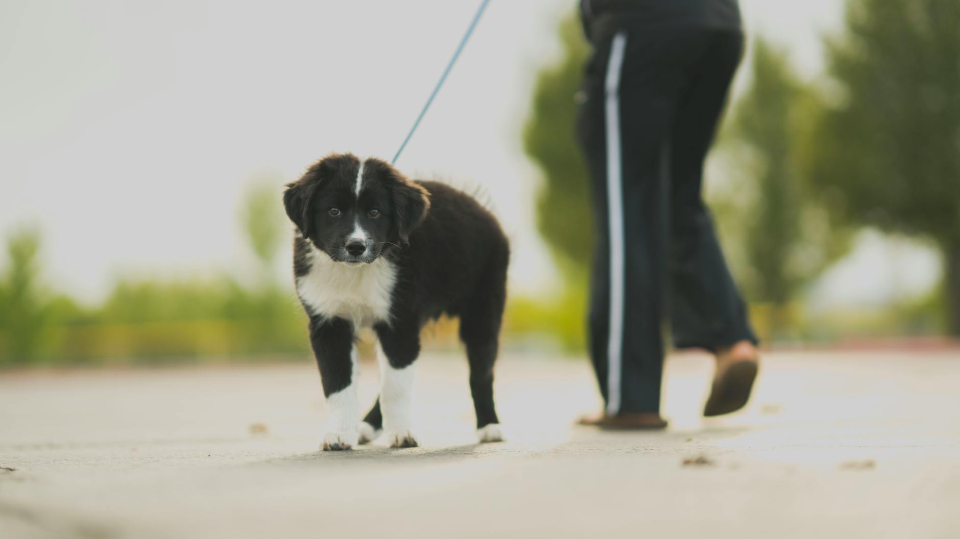 "Heel": Walking in Harmony