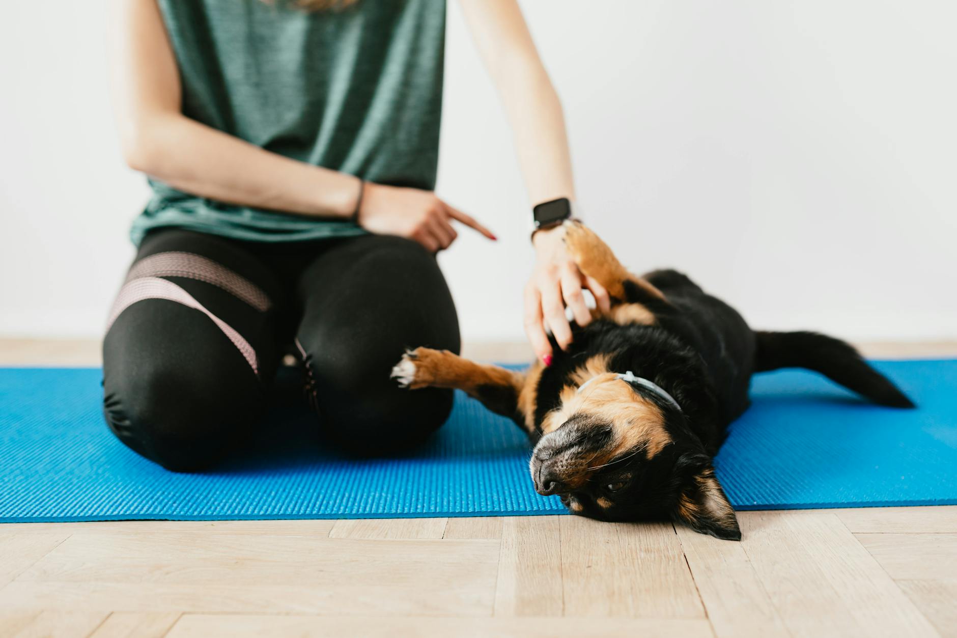 The 7 Commands That Will Transform Your Dog’s Behavior The 7 Commands That Will Transform Your Dog’s Behavior